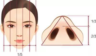 鼻頭較寬
